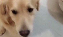 狗狗最新爆料視頻,揭秘寵物界的秘密生活