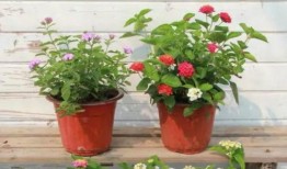 燕郊畫室爆料視頻最新,藝術教育行業背后的真相