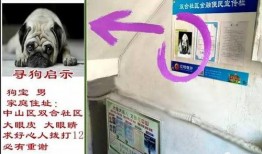 呼死狗最新爆料,揭秘網絡騷擾黑幕